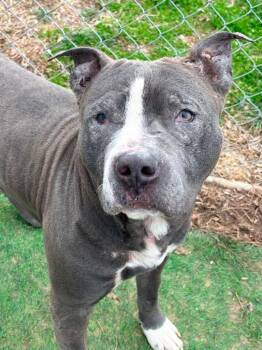 Newman -  Mixed Breed Dog for Adoption in Charlotte, Michigan - Newman | PetCurious