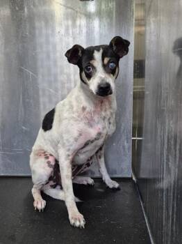Terrier Dogs Available for Adoption in San Antonio, Texas - PEA NUTT | PetCurious
