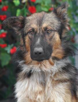 German Shepherd Dog Dogs Available for Adoption in Los Angeles, California - Alvin Von Alsenz | PetCurious