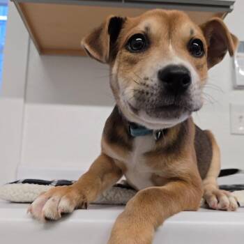 Hound Dogs Available for Adoption - Jack Daniels | PetCurious