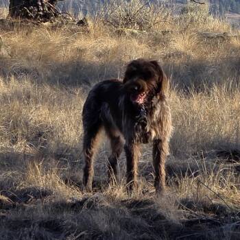 Wirehaired Pointing Griffon Dogs Available for Adoption - Henry | PetCurious
