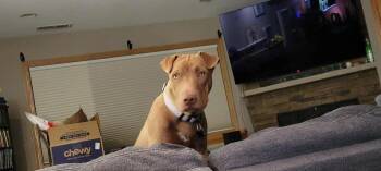 Rescue Pit Bull Terrier and Mastiff Dogs for Adoption in Minneapolis, Minnesota - Maple | PetCurious