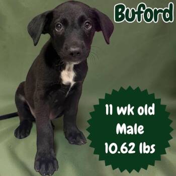 Buford -  Labrador Retriever and Hound Dog for Adoption in Ringwood, New Jersey - Buford | PetCurious