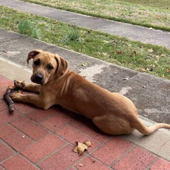 Louie -  Basset Hound Dog for Adoption in Pineville, Missouri - Louie | PetCurious