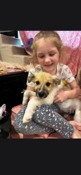 Chanel -  Australian Shepherd Dog for Adoption in Plano, Texas - Chanel | PetCurious