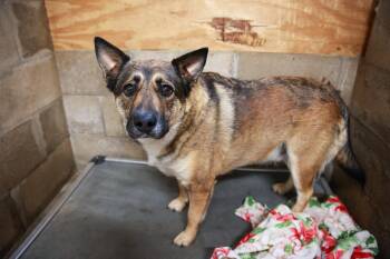 Jack -  Shepherd Dog for Adoption in Loogootee, Indiana - Jack | PetCurious
