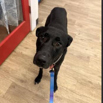 Ash-RTO -  Black Labrador Retriever Dog for Adoption in East St. Louis, Illinois - Ash-RTO | PetCurious
