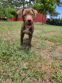 Lola -  Labrador Retriever Dog for Adoption in Albemarle, North Carolina - Lola | PetCurious