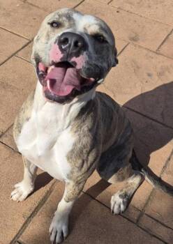 Hopps -  Pit Bull Terrier and Mixed Breed Dog for Adoption in Shreveport, Louisiana - Hopps | PetCurious