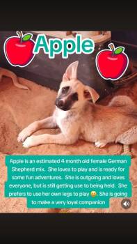 German Shepherd Dog Dogs Available for Adoption - Apple | PetCurious