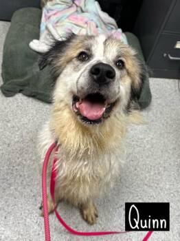 Rescue Great Pyrenees Dogs for Adoption in Valparaiso, Indiana - Quinn | PetCurious