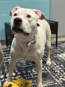 American Staffordshire Terrier Dogs Available for Adoption in Ashland, Virginia - Poochyena | PetCurious