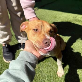 Troy 4921 -  Mixed Breed Dog for Adoption in Hamilton, Georgia - Troy 4921 | PetCurious