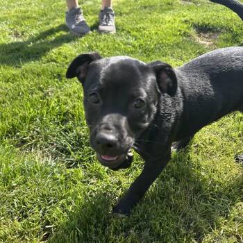 Labrador Retriever and Mixed Breed Dogs Available for Adoption in Jarrettsville, Maryland - Maddison | PetCurious