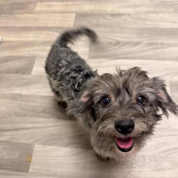 MARY-KATE -  Terrier Dog for Adoption in Graham, Washington - MARY-KATE | PetCurious