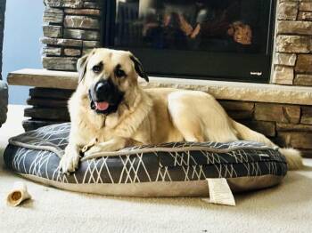 Chloe -  Great Pyrenees and Anatolian Shepherd Dog for Adoption in Plainfield, Illinois - Chloe | PetCurious