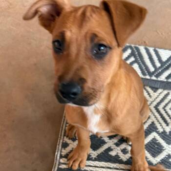 Dolly -  Mixed Breed Dog for Adoption in Duncan, Oklahoma - Dolly | PetCurious