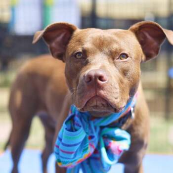 SPARKY -  American Staffordshire Terrier Dog for Adoption in San Antonio, Texas - SPARKY | PetCurious