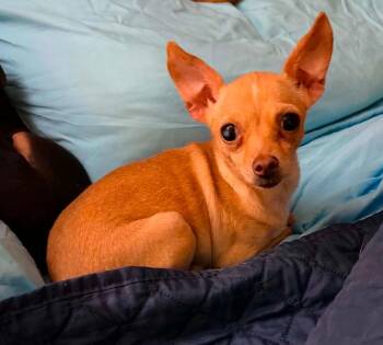 Chihuahua Dogs Available for Adoption in Cranston, Rhode Island - Bitzy In TX | PetCurious