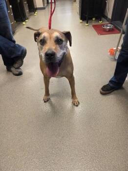 Boxer Dogs Available for Adoption in Hamilton, Montana - Faith | PetCurious