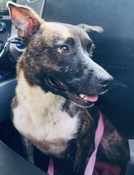 Leah -  Dutch Shepherd Dog for Adoption in Troy, Alabama - Leah | PetCurious