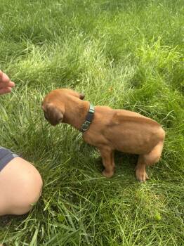 Green boy  -  Rhodesian Ridgeback Dog for Sale in Monument, Colorado - Green Boy  | PetCurious