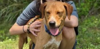 Cole -  Labrador Retriever Dog for Adoption in Middletown, Connecticut - Cole | PetCurious