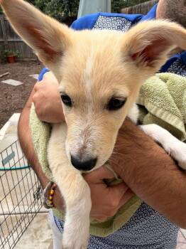 ELOISE -  Husky and Shepherd Dog for Adoption in Broomfield, Colorado - ELOISE | PetCurious