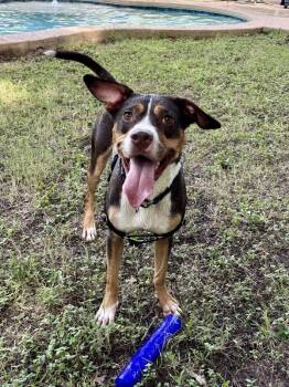 Oliver -  Mixed Breed and Entlebucher Mountain Dog Dog for Adoption in Austin, Texas - Oliver | PetCurious