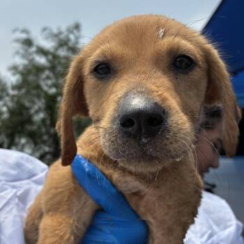 Shepherd Dogs Available for Adoption in Edinburg, Texas - Kiara | PetCurious