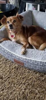 Cavalier King Charles Spaniel Dogs Available for Adoption - Marble  | PetCurious