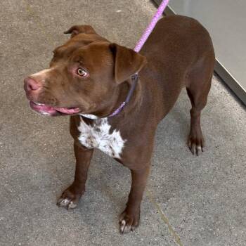109075 -  Mixed Breed Dog for Adoption in Las Cruces, New Mexico - 109075 | PetCurious