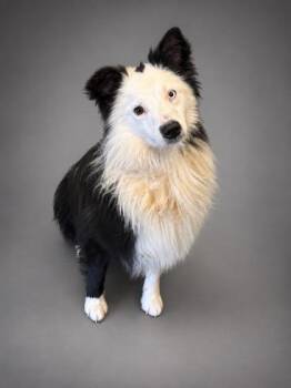 Raider -  Border Collie and Mixed Breed Dog for Adoption in Bowling Green, Kentucky - Raider | PetCurious