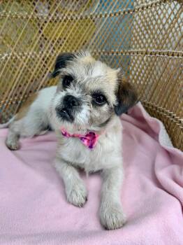 Paisley -  Shih Tzu Dog for Adoption in Yakima, Washington - Paisley | PetCurious