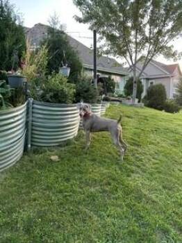 Meadow -  Weimaraner Dog for Adoption in Grand Rapids, Michigan - Meadow | PetCurious