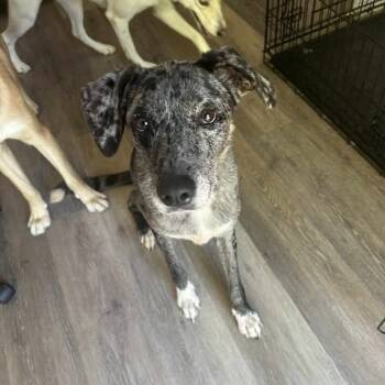 Rescue Catahoula Leopard Dog Dogs for Adoption in Enterprise, Alabama - Delta Dawn | PetCurious