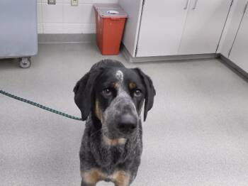 DOLLY -  Australian Cattle Dog Blue Heeler and Mixed Breed Dog for Adoption in Omaha, Nebraska - DOLLY | PetCurious