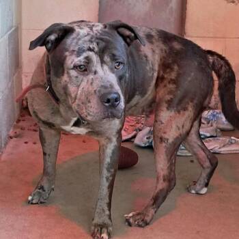 English Bulldog and Mixed Breed Dogs Available for Adoption in Valley, Alabama - Ajax | PetCurious
