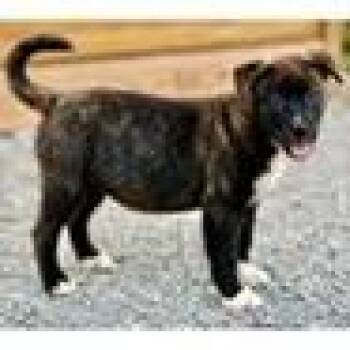 Grumpy -  Black Mouth Cur and Mixed Breed Dog for Adoption in Tampa, Florida - Grumpy | PetCurious