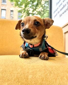 Chihuahua Dogs Available for Adoption in New York, New York - Natural Hot Springs | PetCurious