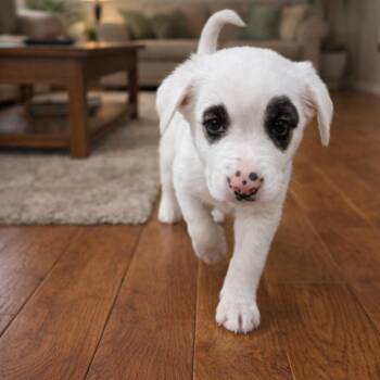 Australian Shepherd and Great Pyrenees Dogs Available for Adoption - Zelda | PetCurious