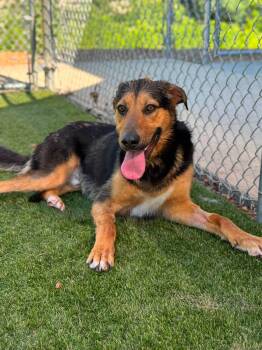 Conrad -  Shepherd and Collie Dog for Adoption in Manhasset, New York - Conrad | PetCurious