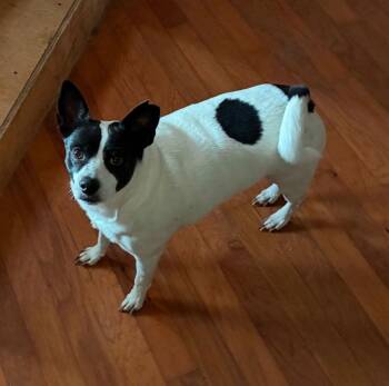 Rat Terrier and Parson Russell Terrier Dogs Available for Adoption - Kipper CP | PetCurious