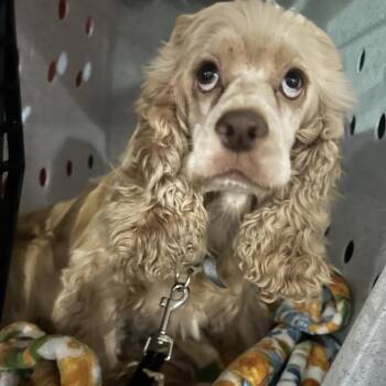Sadie -  Cocker Spaniel Dog for Adoption in Newark, New Jersey - Sadie | PetCurious