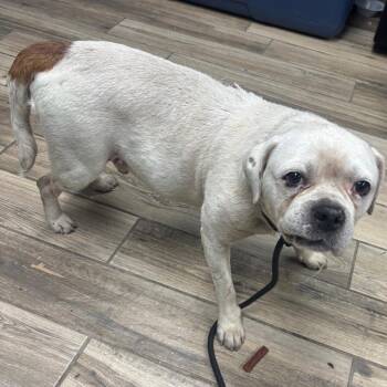 Fornell -  Mixed Breed Dog for Adoption in Henderson, Kentucky - Fornell | PetCurious