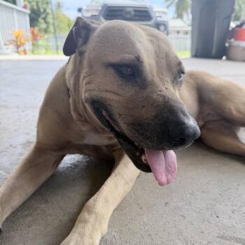 Franny -  Mixed Breed Dog for Adoption in Frederiksted, St. Croix - Franny | PetCurious