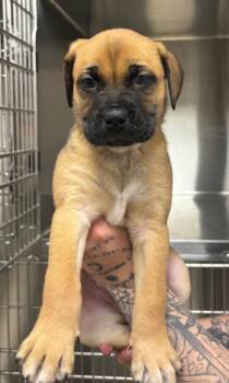 Boxer and Mixed Breed Dogs Available for Adoption in Greenfield, Indiana - Fredrick | PetCurious