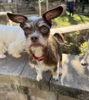 Rescue Terrier Dogs for Adoption in Richmond, Texas - Gingerbread | PetCurious