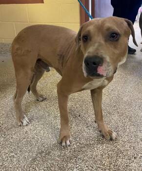 JACK -  Pit Bull Terrier Dog Available for Adoption in Blythe, California - JACK | PetCurious