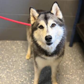 TUSC-Stray-85175 -  Siberian Husky and Mixed Breed Dog for Adoption in Tuscaloosa, Alabama - TUSC-Stray-85175 | PetCurious